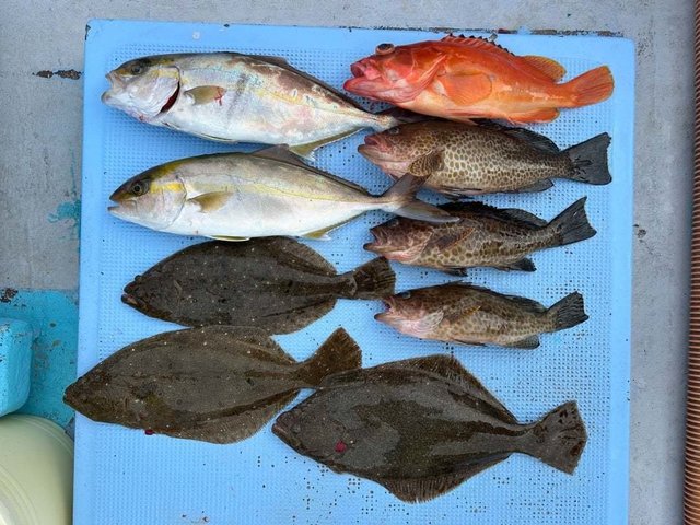 オオモンハタ・シオ(カンパチ)・カサゴ・ヒラメ