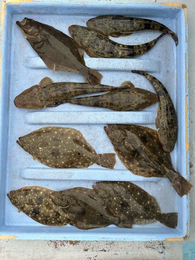 マゴチ・ヒラメ