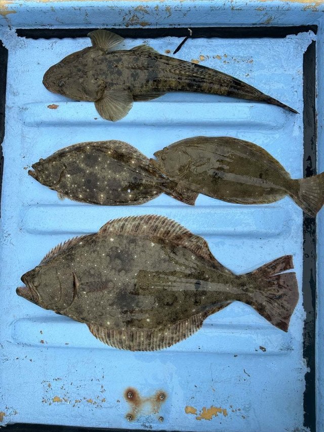 マゴチ・ヒラメ