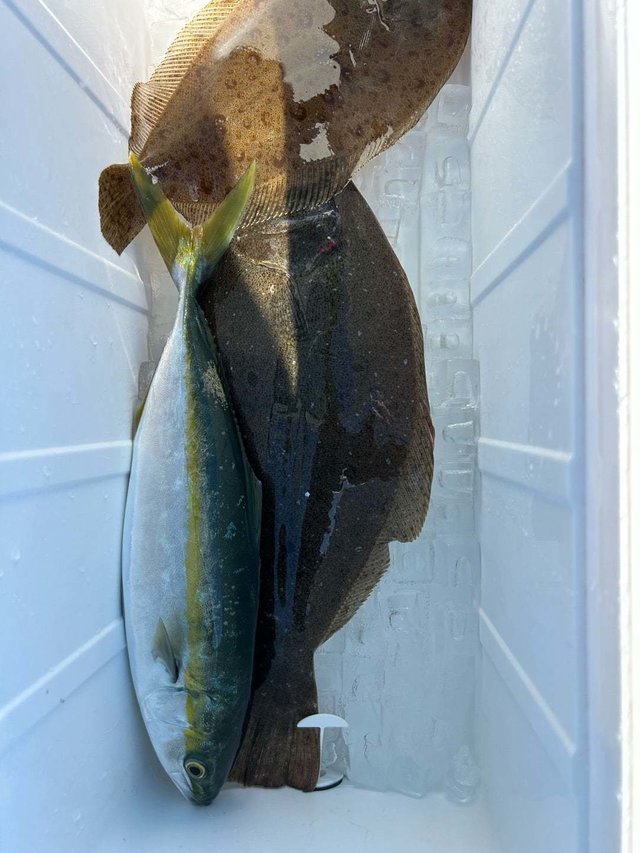 ハマチ(ブリ)・ヒラメ