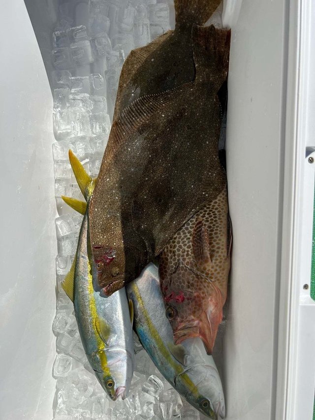 オオモンハタ・ハマチ(ブリ)・ヒラメ