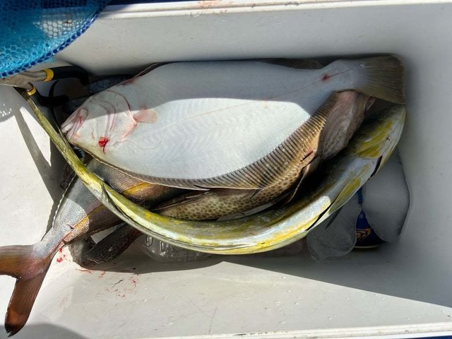 シイラ・ヒラメ