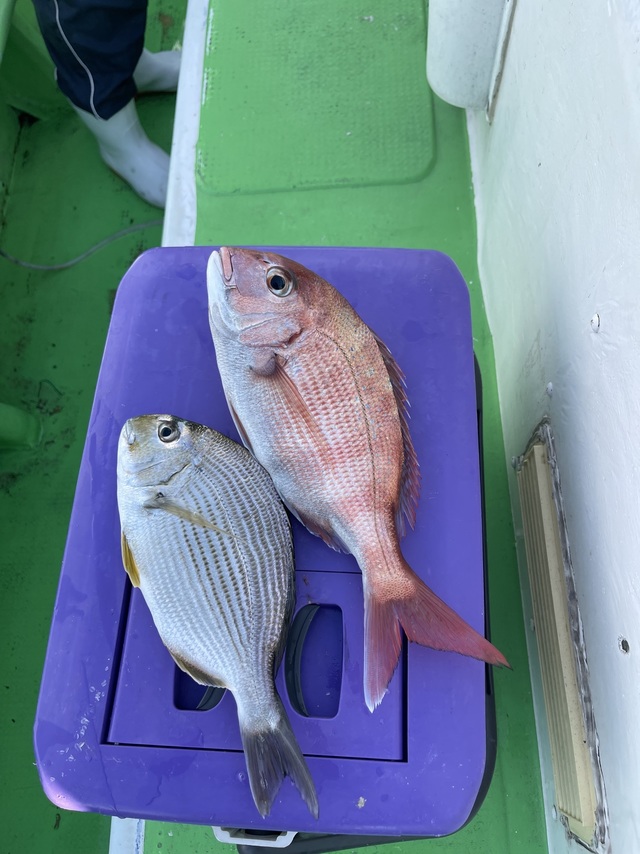 マダイ・ヘダイ