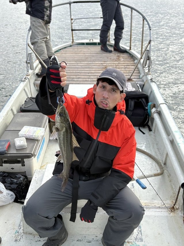 シーバス(スズキ)