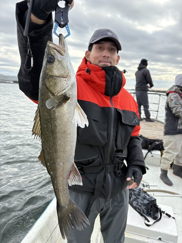 シーバス(スズキ)