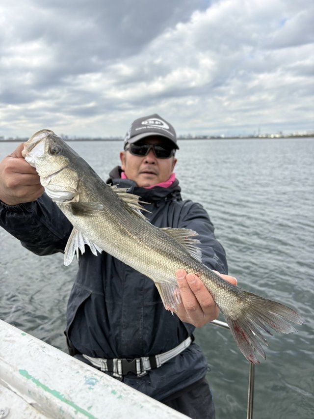 シーバス(スズキ)