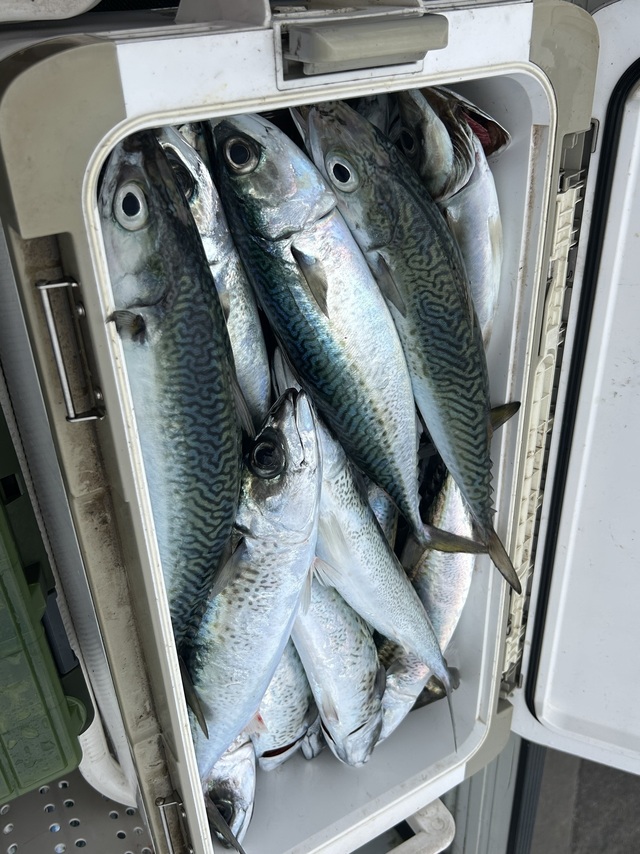 サバ(ゴマサバ)