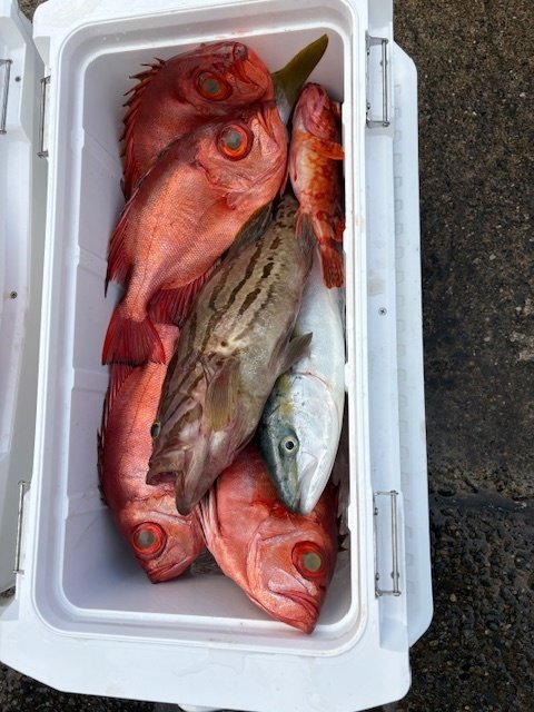 ホウキハタ・イナダ(ブリ)・キントキ(チカメキントキ)・カサゴ