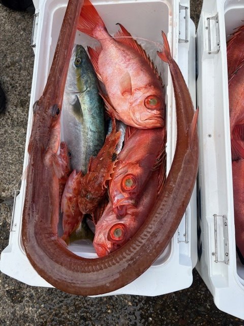 イナダ(ブリ)・キントキ(チカメキントキ)・カサゴ・アカヤガラ