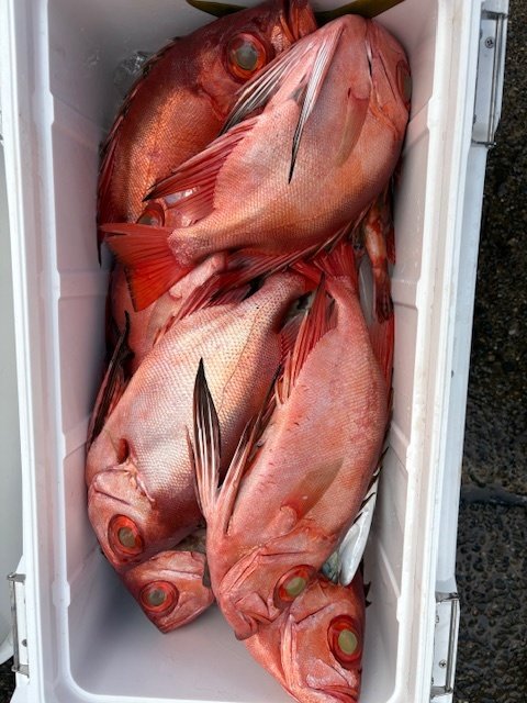 キントキ(チカメキントキ)