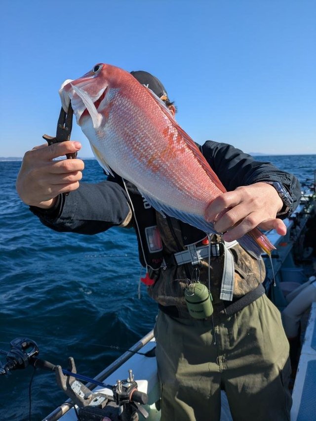 アマダイ(アカアマダイ)