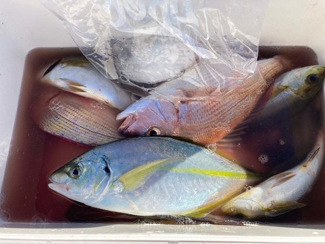 マダイ・ハナダイ(チダイ)・シマアジ