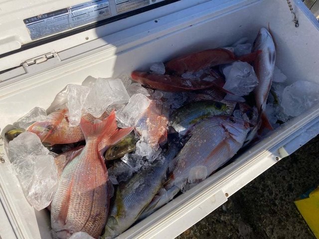 ハナダイ(チダイ)・イサキ