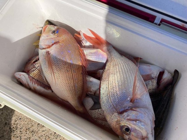 マダイ・ハナダイ(チダイ)