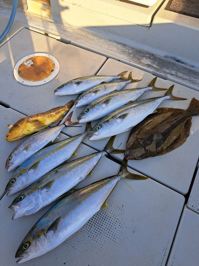 アオハタ・ヤズ(ブリ)・ヒラマサ・ヒラメ