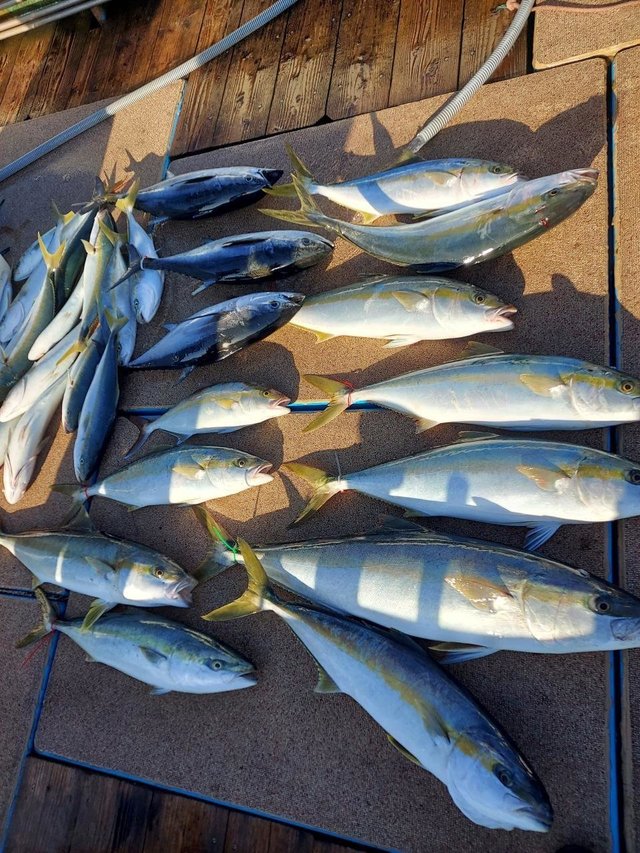 ヒラス(ヒラマサ)・コシナガ