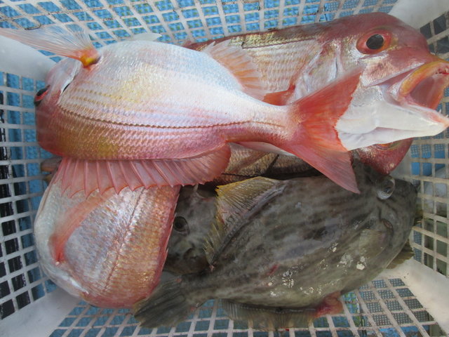 レンコ(キダイ)・カワハギ