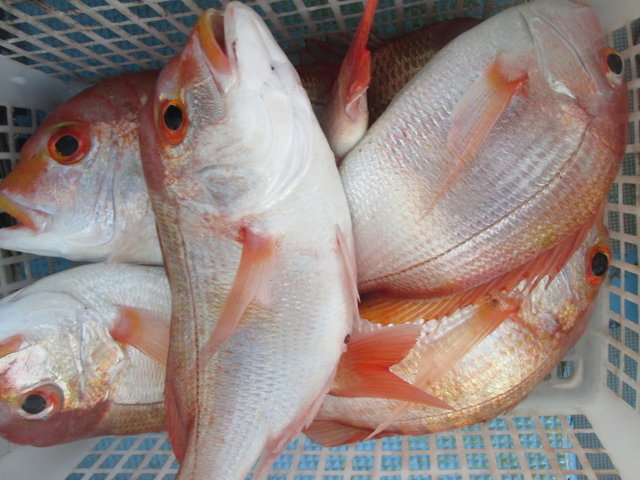 レンコ(キダイ)