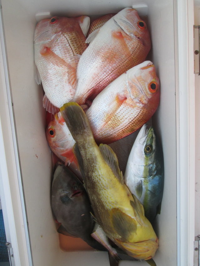 レンコ(キダイ)・アオハタ・ツバス(ブリ)