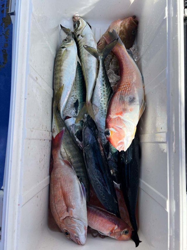 マダイ・オオモンハタ・アジ(マアジ)・アマダイ(アカアマダイ)・ヒラソーダガツオ(ヒラソウダ)・サバ(ゴマサバ)