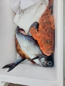 メダイ・オニカサゴ