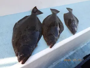 ヒラメ