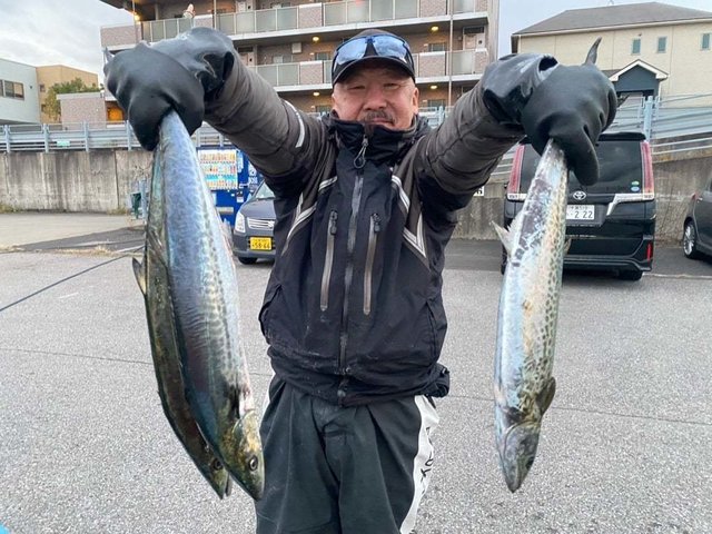 サゴシ(サワラ)