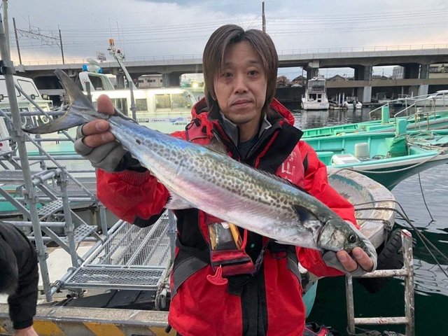 サゴシ(サワラ)