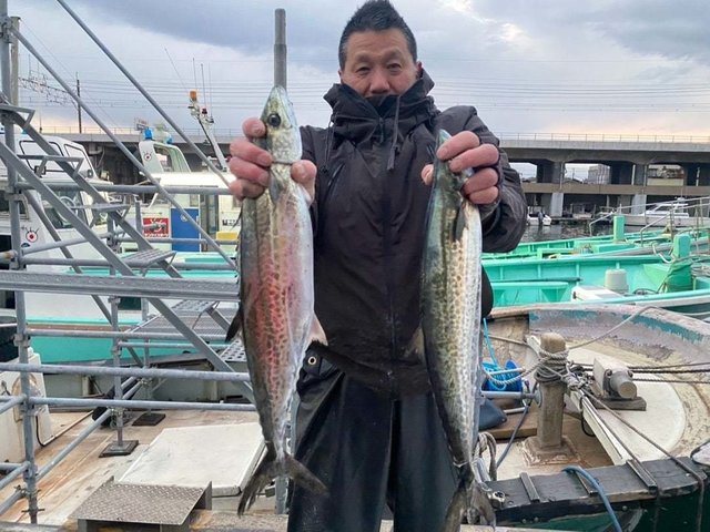 サゴシ(サワラ)