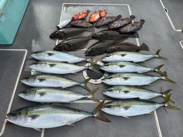 マハタ・ハマチ(ブリ)・チカメキントキ・ヒラメ