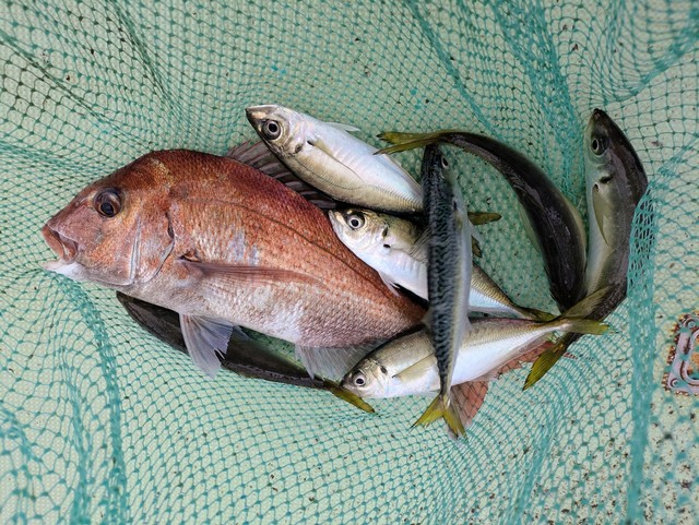 タイ(マダイ)・アジ(マアジ)・マサバ