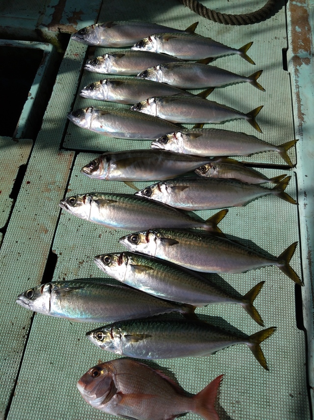 タイ(マダイ)・アジ(マアジ)・サバ(マサバ)