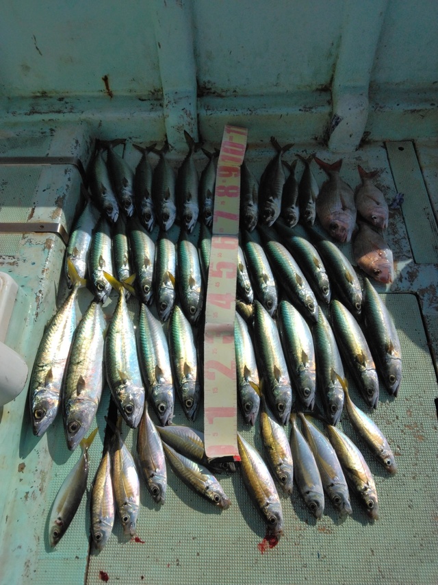 マダイ・マアジ・マサバ