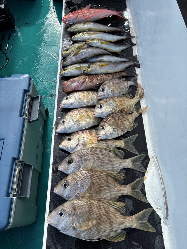 オオモンハタ・メイチダイ