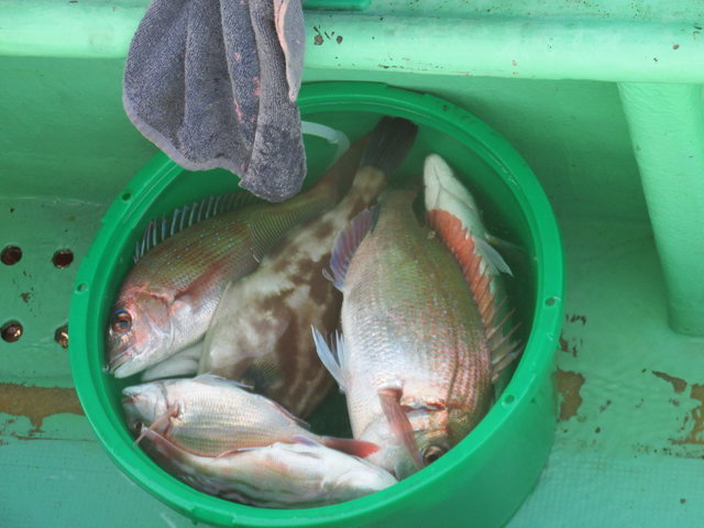 ハナダイ(チダイ)