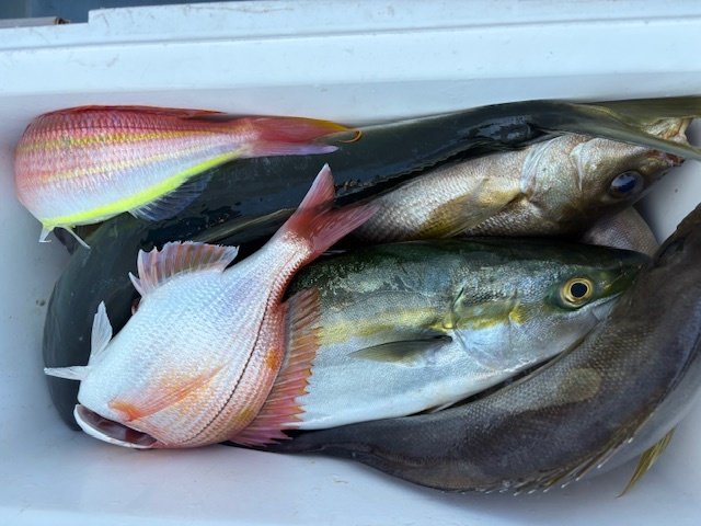 レンコダイ(キダイ)・イナダ(ブリ)・イサキ・イトヨリダイ