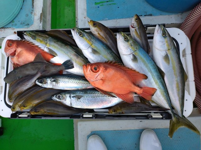 イナダ(ブリ)・イサキ・キントキ(チカメキントキ)・ヒラソーダ(ヒラソウダ)・ニザダイ・ウマズラ(ウマヅラハギ)・サバ(ゴマサバ)