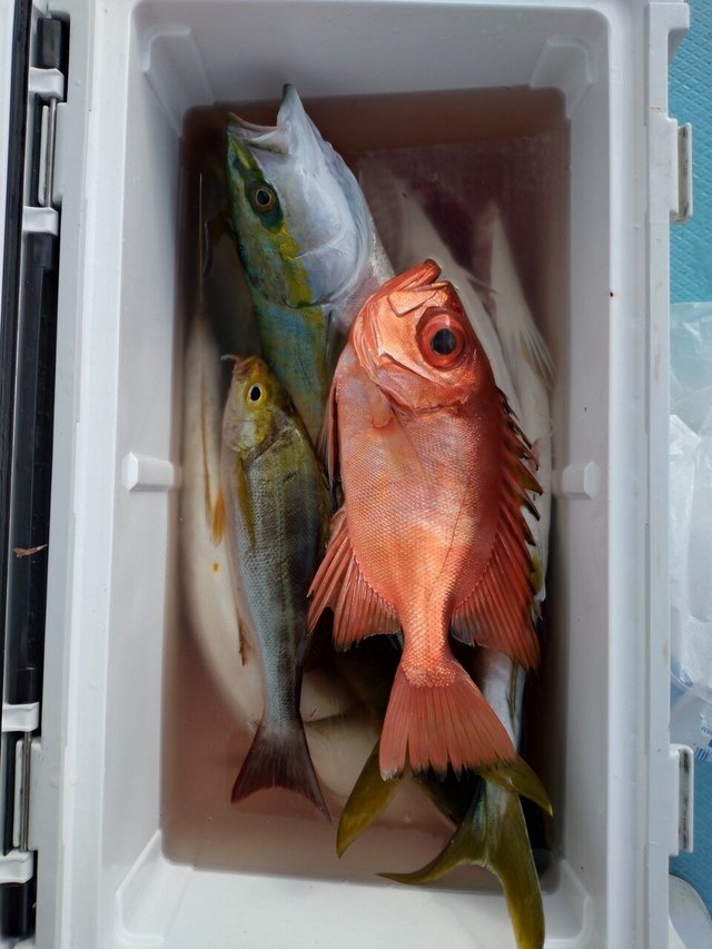 イナダ(ブリ)・イサキ・キントキ(チカメキントキ)