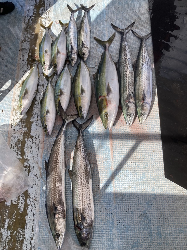 ハマチ(ブリ)・サワラ