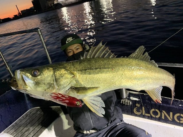 シーバス(スズキ)