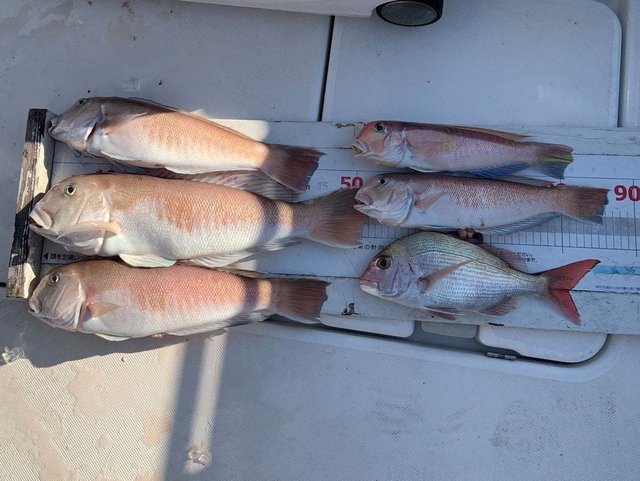 アカアマダイ・シロアマダイ