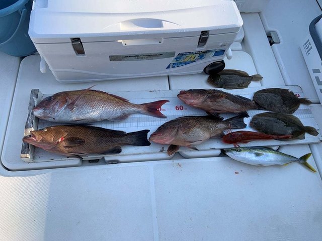 アマダイ(アカアマダイ)