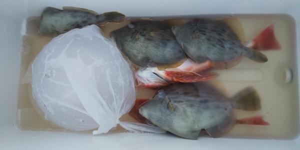 トラギス・ホウボウ・カワハギ