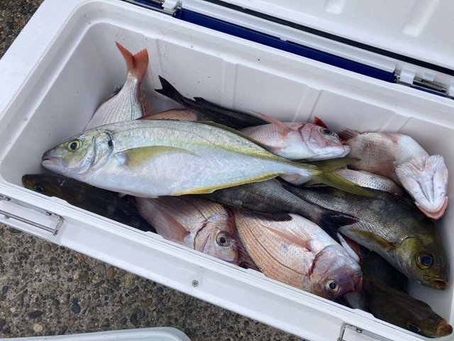 ハナダイ(チダイ)・シマアジ・イサキ