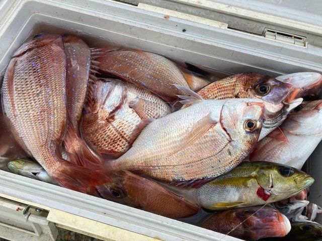 マダイ・イサキ