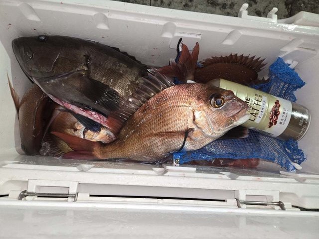 マダイ・ハタ(マハタ)