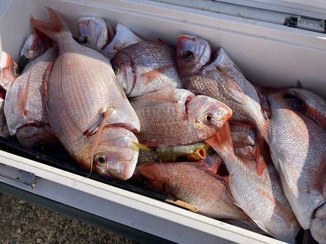 マダイ・ハナダイ(チダイ)