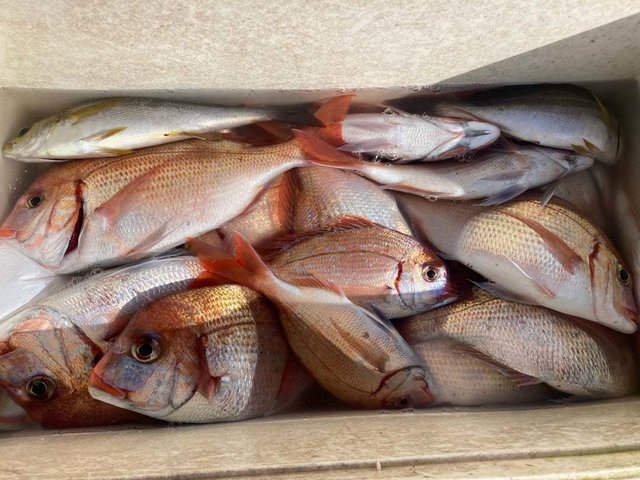 マダイ・ハナダイ(チダイ)・イサキ