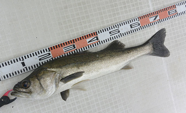 シーバス(スズキ)