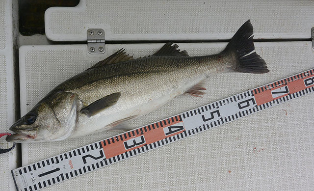 シーバス(スズキ)